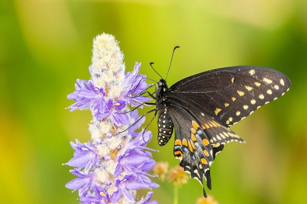 Florida-Orlando Wetlands Park Eastern black swallowtail butterfly on flower
